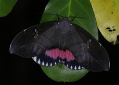 Phyllodes imperialis