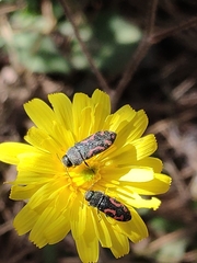 Acmaeodera ottomana