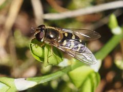 Lapposyrphus lapponicus