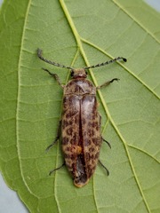 Eulichas