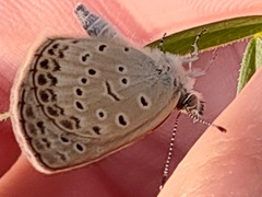 Pseudozizeeria maha