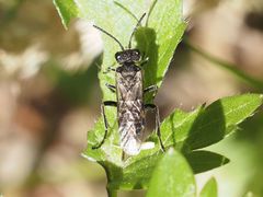 Sciapteryx consobrina