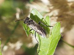 Sciapteryx consobrina