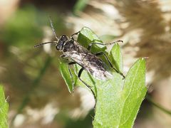 Sciapteryx consobrina
