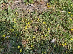 Potentilla incana