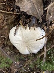 Boletus semigastroideus