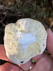 Boletus semigastroideus