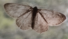 Hypomecis punctinalis