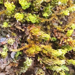 Encalypta streptocarpa