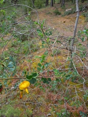 Colutea
