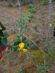 Colutea