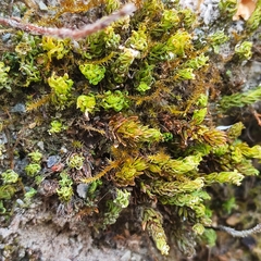 Encalypta streptocarpa