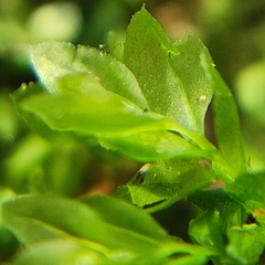 Mnium stellare