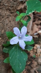 Ruellia prostrata