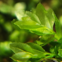 Mnium stellare