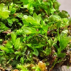Mnium stellare
