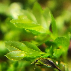 Mnium stellare
