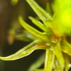 Orthotrichum stramineum