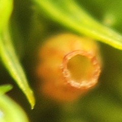 Orthotrichum stramineum