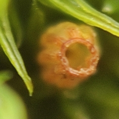 Orthotrichum stramineum