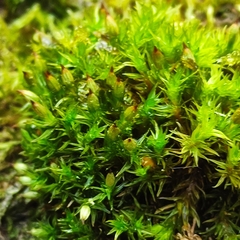 Orthotrichum stramineum