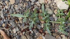 Perideridia californica