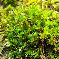 Orthotrichum stramineum