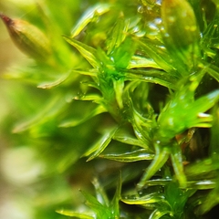 Orthotrichum stramineum
