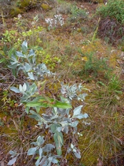 Cistus atriplicifolius