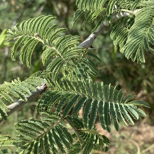 Acacia fleckii image