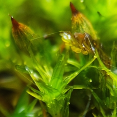 Orthotrichum stramineum