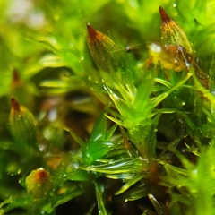 Orthotrichum stramineum