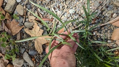 Perideridia californica