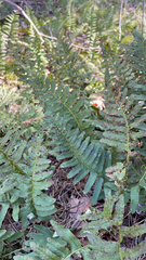 Polypodium vulgare