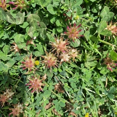 Trifolium spumosum
