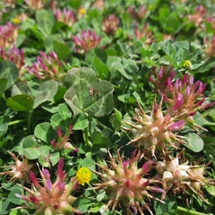 Trifolium spumosum
