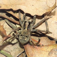 Venatrix australiensis