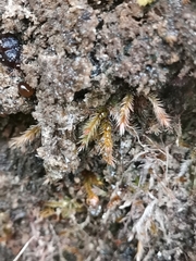 Orthothecium rufescens