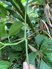 Tetrastigma lanyuense