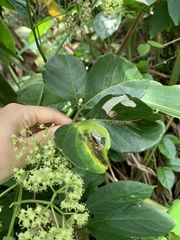 Tetrastigma lanyuense