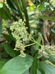 Tetrastigma lanyuense