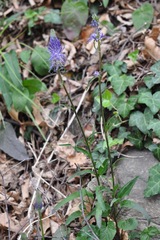 Phyteuma betonicifolium