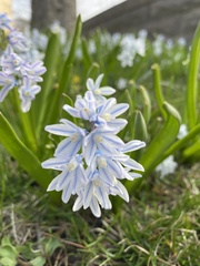 Puschkinia scilloides