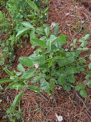 Bituminaria bituminosa