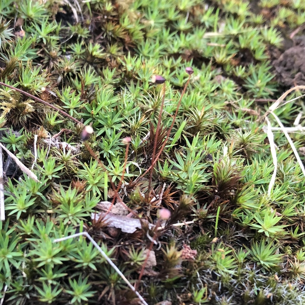 Juniper Haircap Moss From Dandenong Ranges National Park Upper Ferntree Gully VIC AU On April