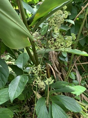 Tetrastigma lanyuense