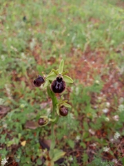 Ophrys sphegodes