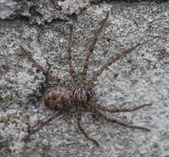 Heteropoda venatoria