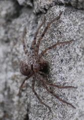 Heteropoda venatoria