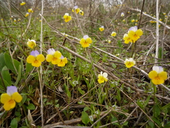 Viola hymettia
